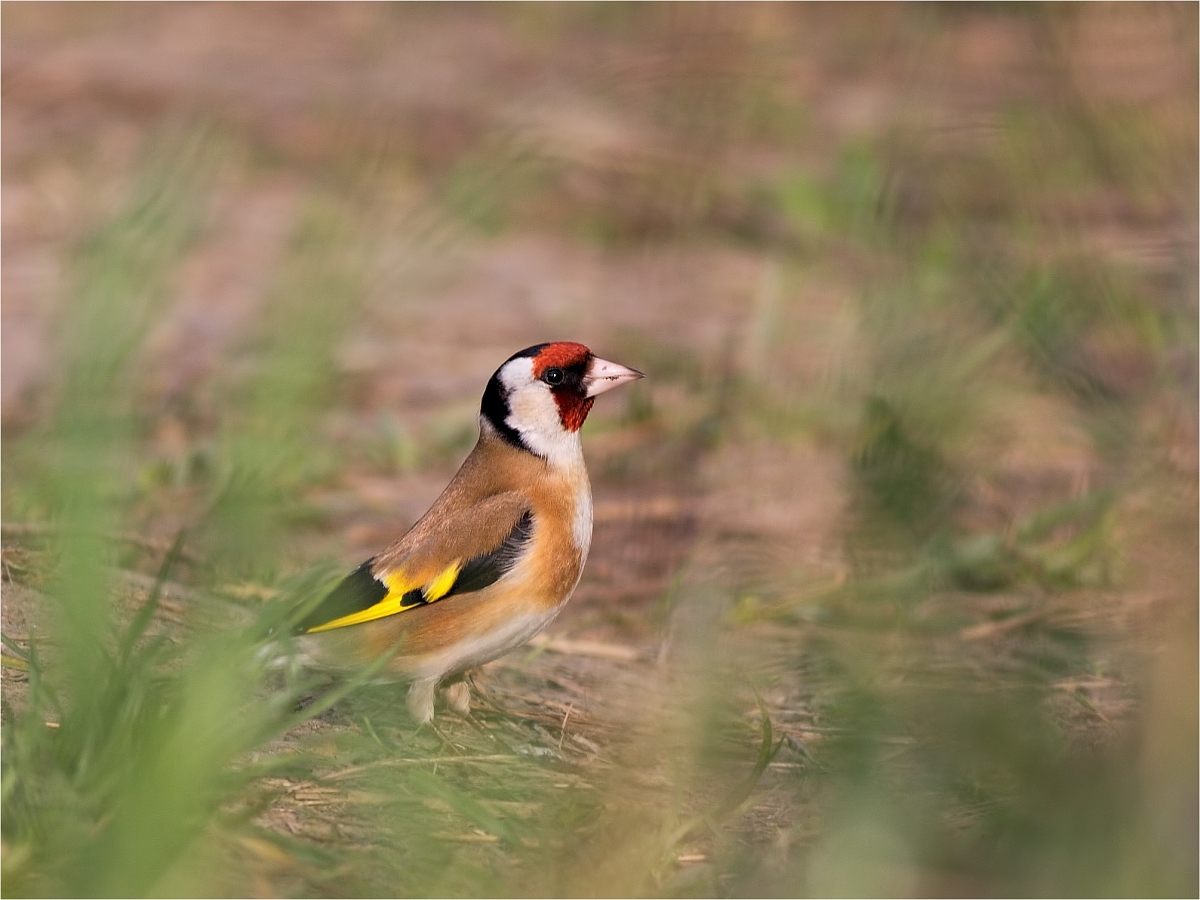 Stehlík obecný (Carduelis carduelis)