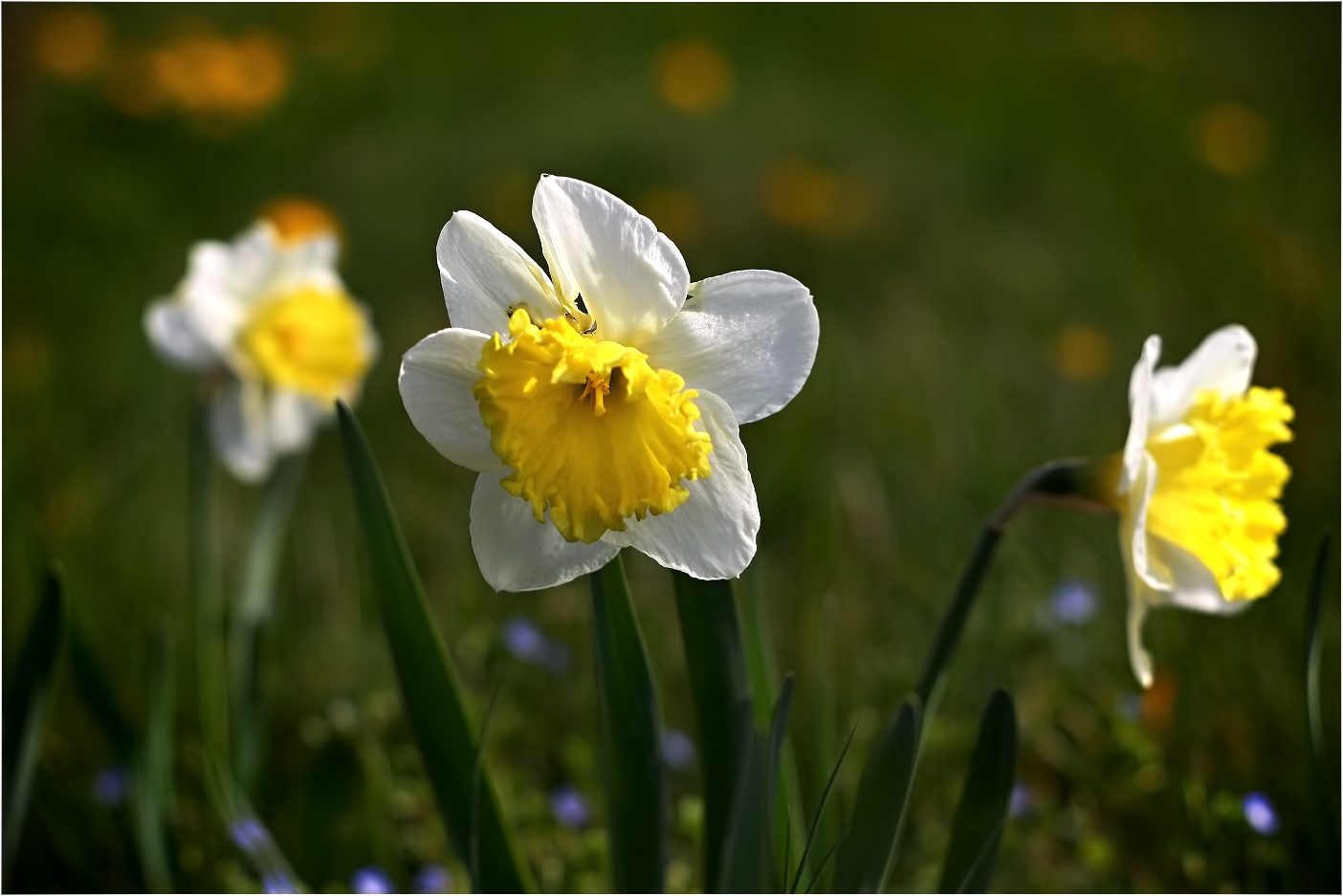 Daffodil Flower