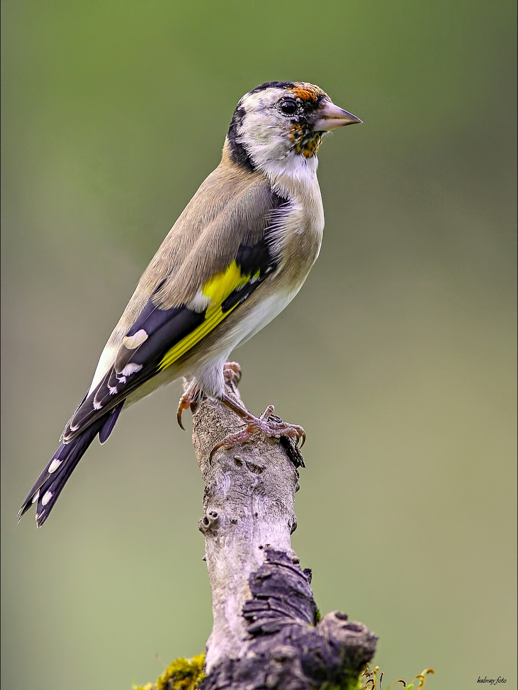 Carduelis carduelis