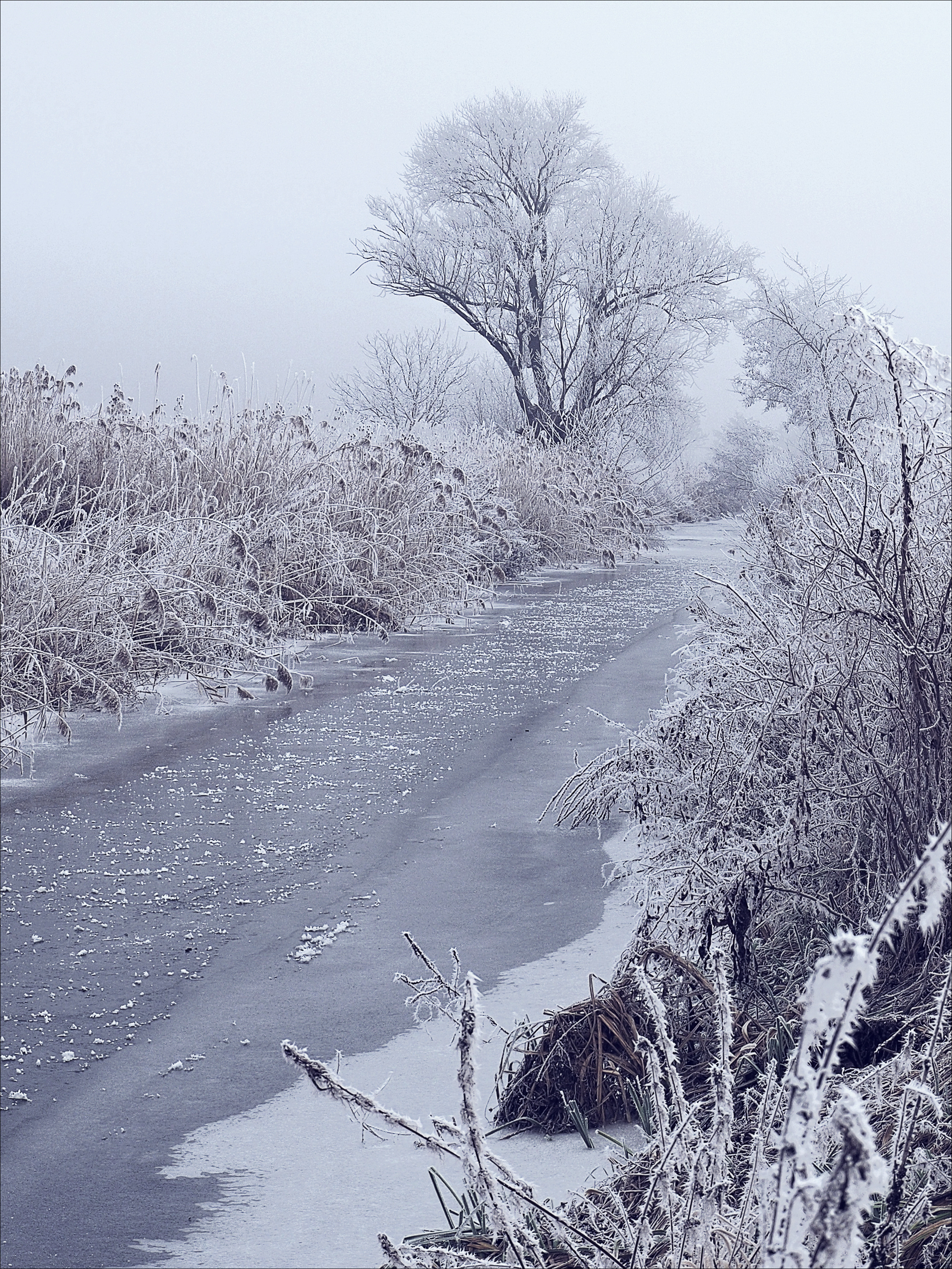 winter landscape