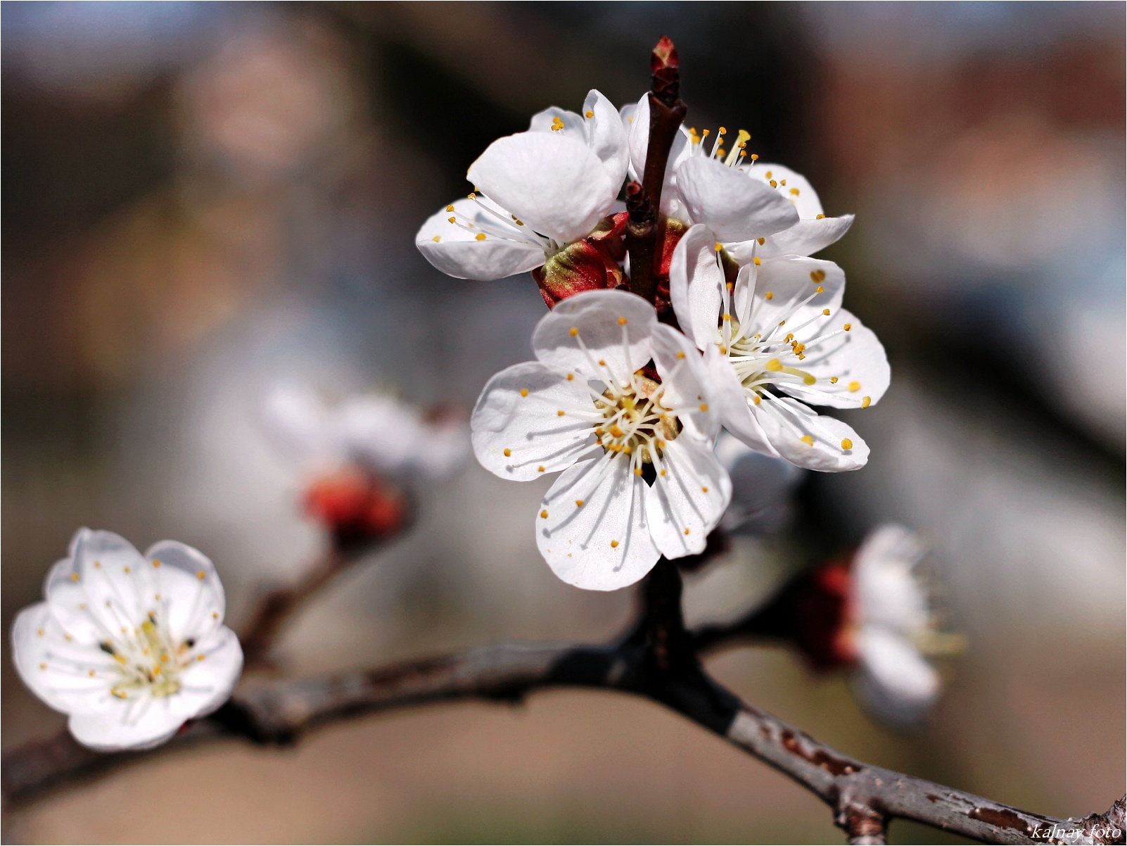 apricot flowers