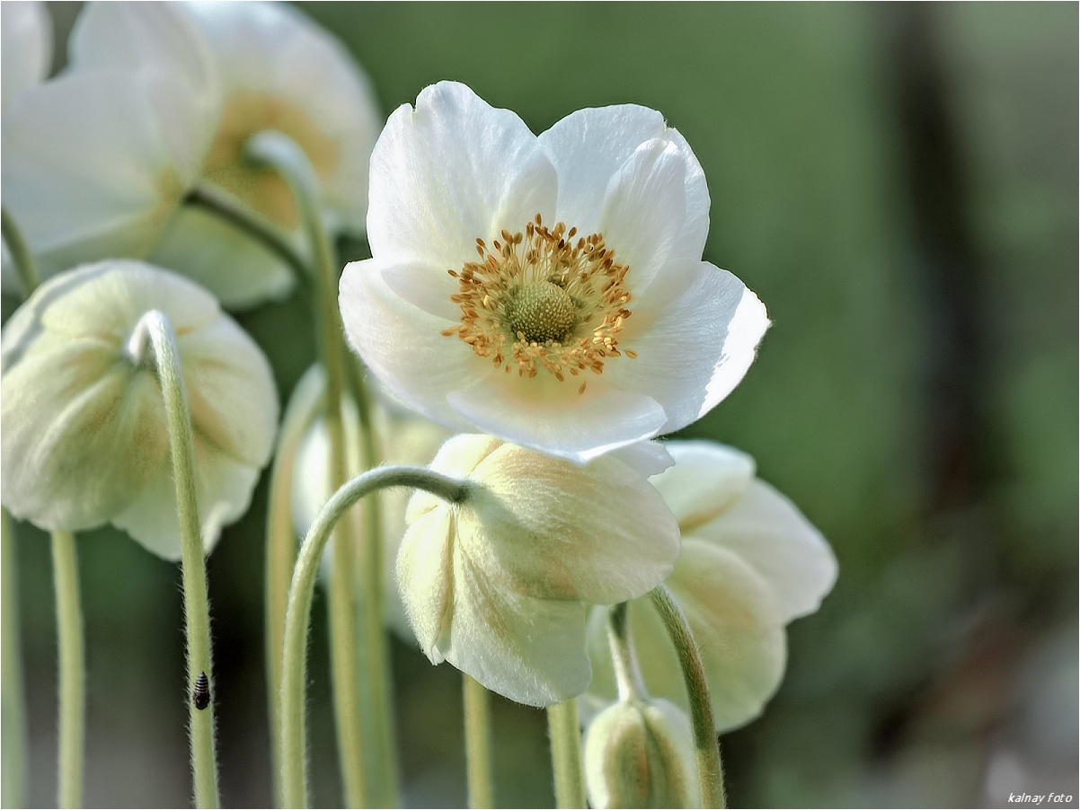 White flower...