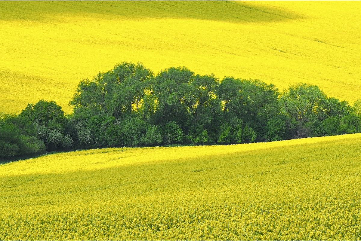 Yellow & green