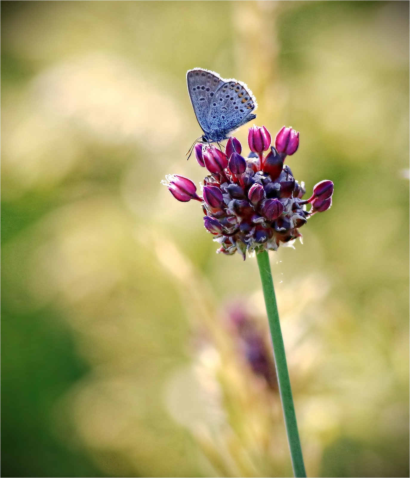 Polyommatus icarus
