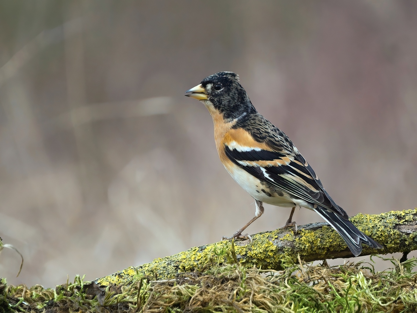 Fringilla montifringilla