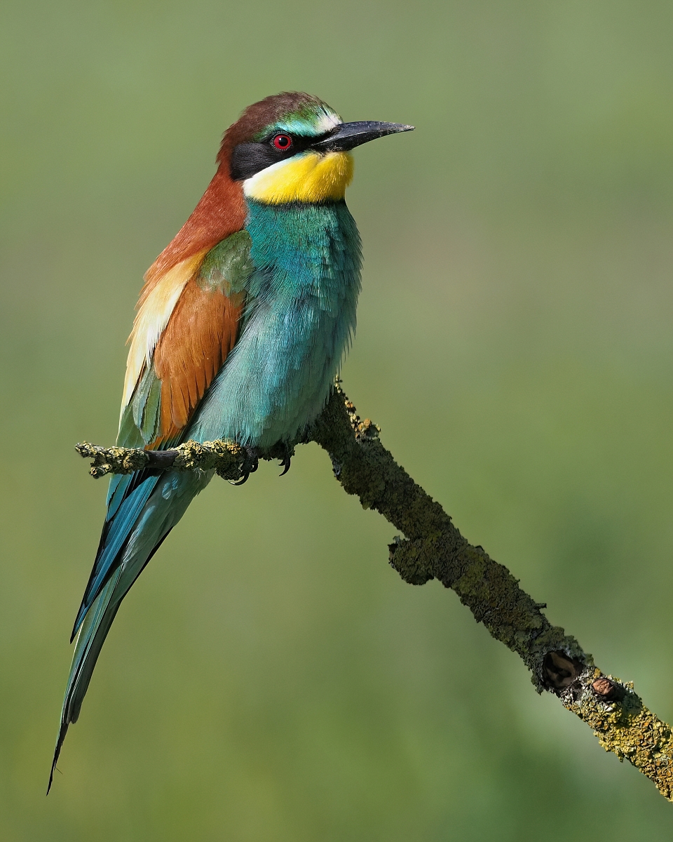 Merops apiaster