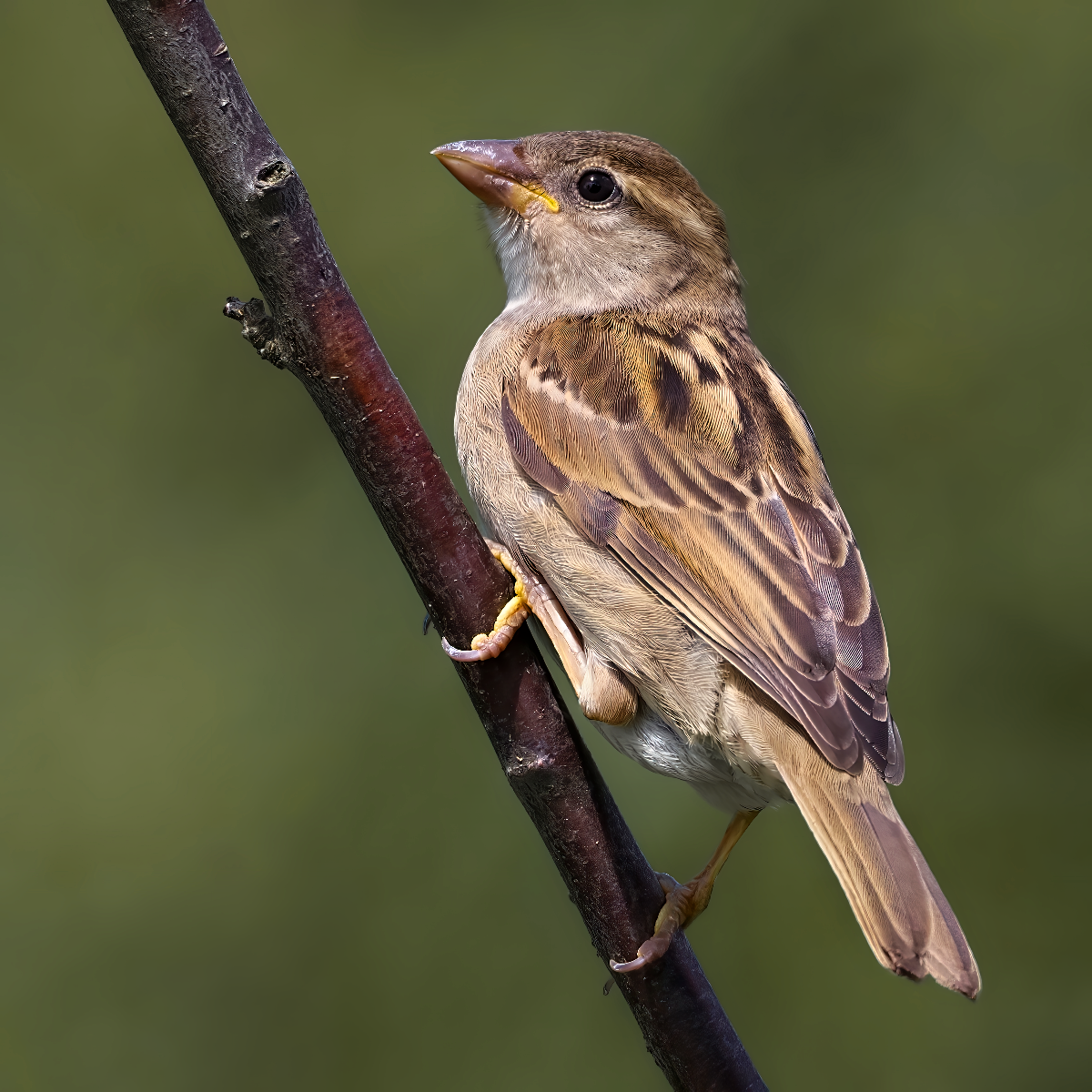 Passer domesticus