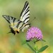 Papilio machaon