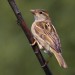 Passer domesticus