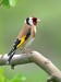 Carduelis carduelis 2